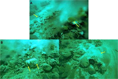 Extreme fluctuations in ambient salinity select for bacteria with a hybrid “salt-in”/”salt-out” osmoregulation strategy